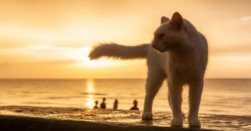 Kočky: Chlupatí kamarádi ve filmech nesmí chybět