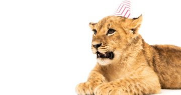 62 let Růžového pantera: Jak vznikla kultovní série s legendárním Clouseauem