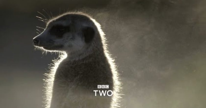 Dokonalé zvířecí smysly