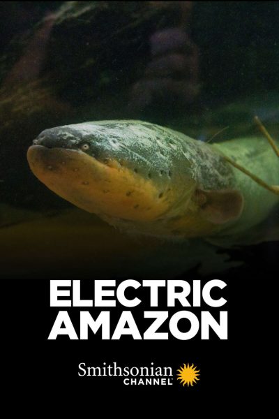 Plakát Amazonské elektrické ryby