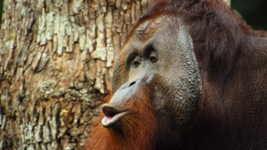 Zvířecí giganti - Orangutan