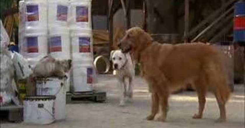 Neuvěřitelná cesta 2: Ztraceni v San Francisku