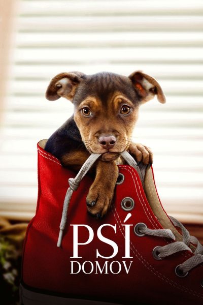 Plakát Psí domov