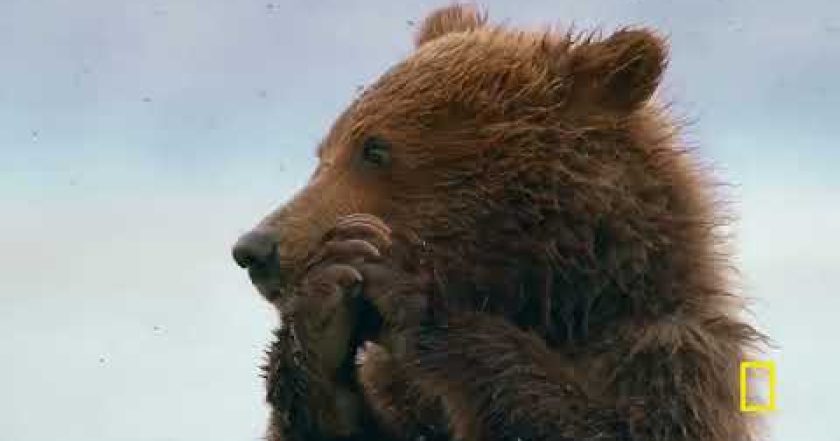 Královny říše zvířat