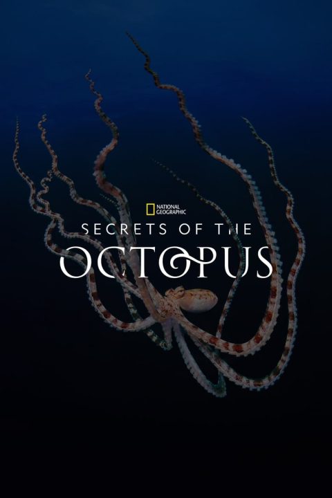Plakát Tajemství chobotnic
