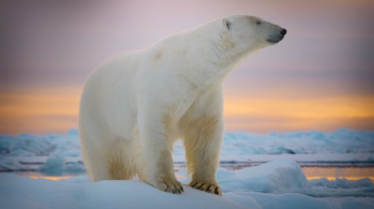 Zvířecí giganti - Lední medvěd