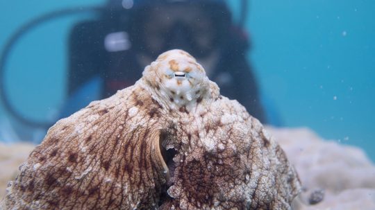Tajemství chobotnic - Společenské vazby