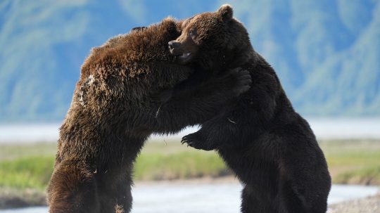 Zvířecí giganti - Medvěd grizzly
