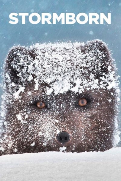 Plakát Zrozeni za bouře