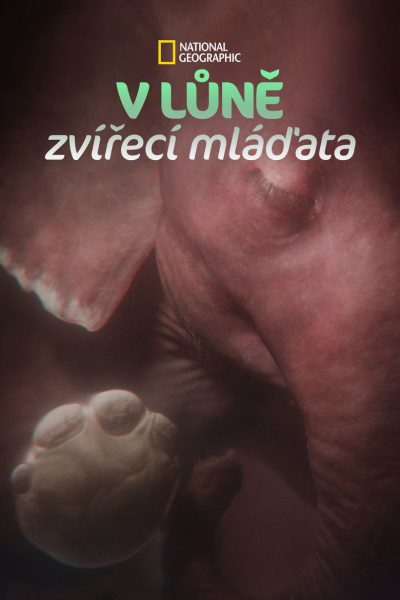 Plakát In the Womb: Animal Babies
