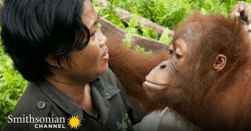 Orangutaní škola v džungli