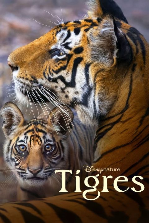 Plakát Tiger