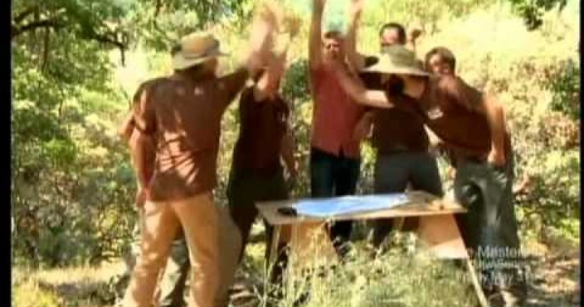 Odborníci na domy v korunách stromů