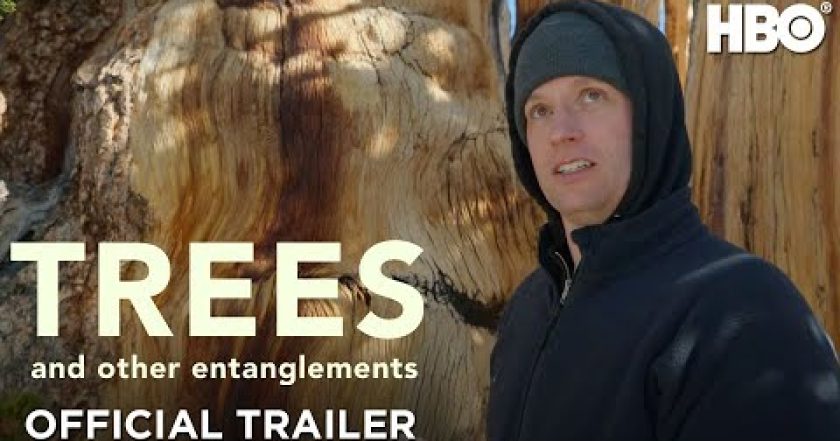 Trees and Other Entanglements
