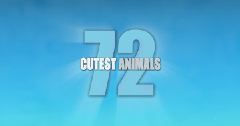 72 Cutest Animals