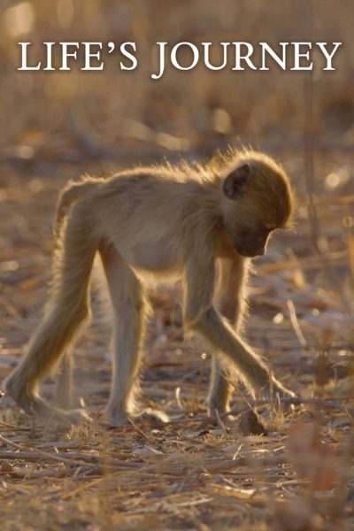 Plakát Cesta života