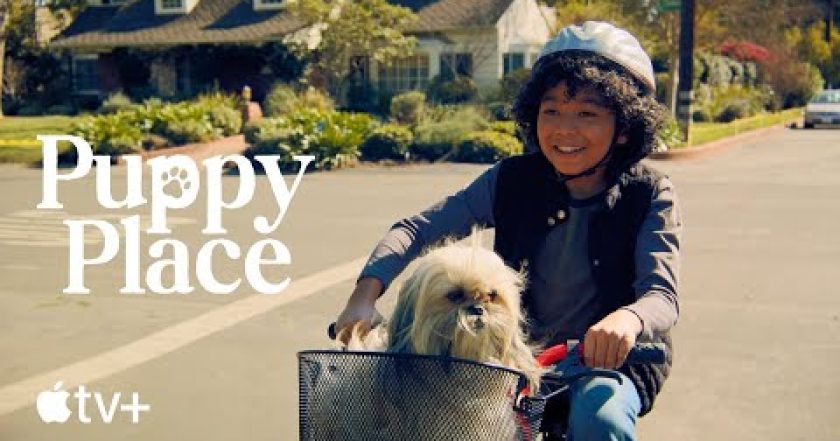 Štěňátka hledají domov