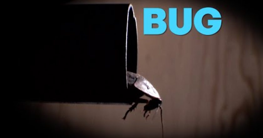 Brouci