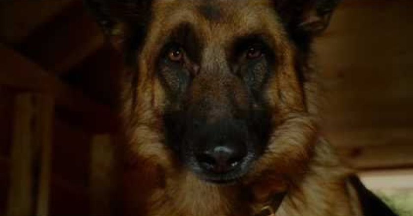 Jako kočky a psi: Pomsta prohnané Kitty