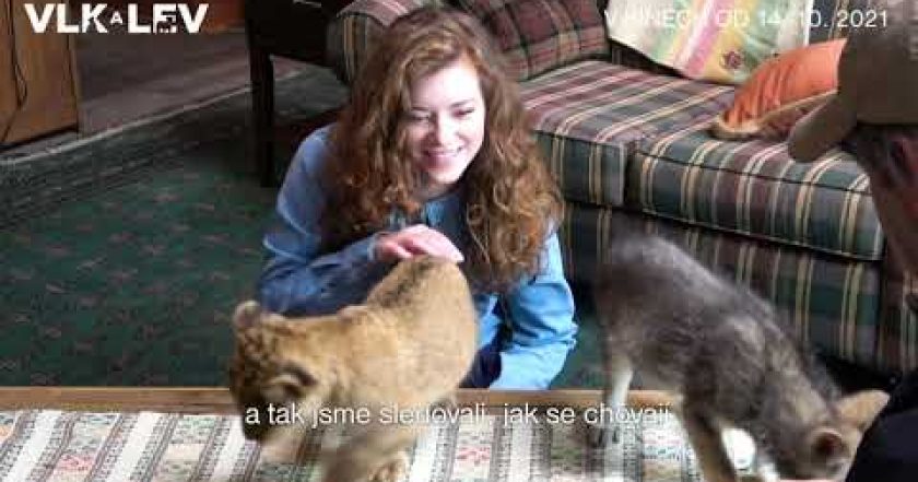 Vlk a lev: Nečekané přátelství