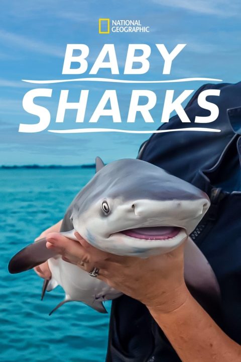 Plakát Žraločí batolata