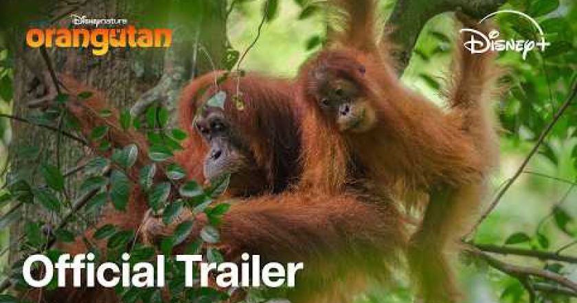 Orangutan
