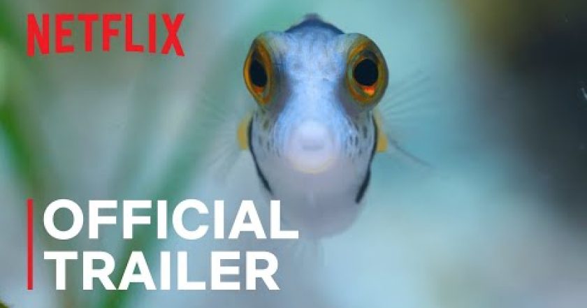 Zázraky korálového útesu