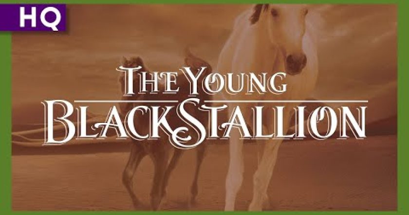 Mladý černý hřebec