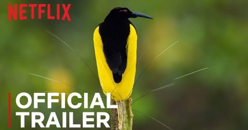 Když ptáci tančí