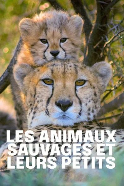 Plakát Dcery a synové divočiny