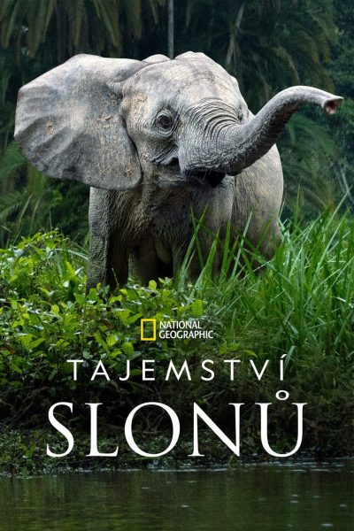 Plakát Tajemství slonů