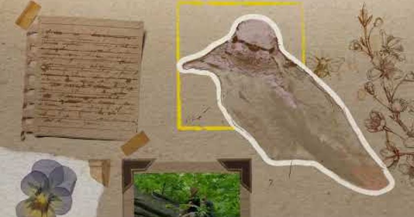 Pozoruhodný svět ptáků s Christianem Cooperem