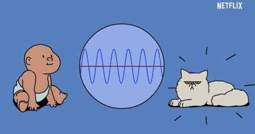 Co se kočce honí hlavou