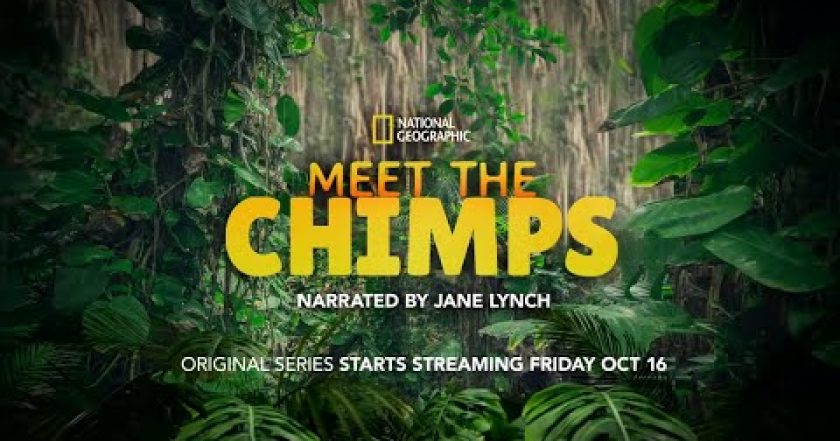 Meet the Chimps
