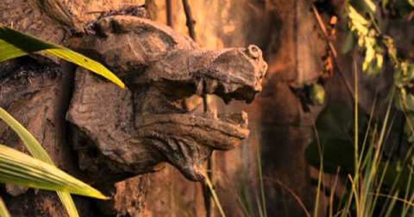 Kouzelníci z Waverly - Film