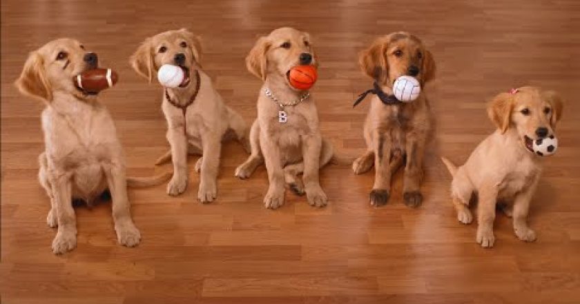 Air Buddies - Štěnata