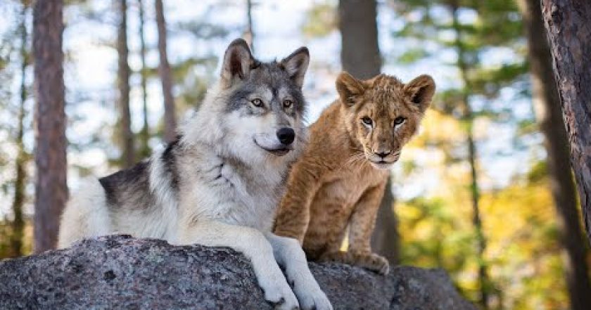 Vlk a lev: Nečekané přátelství