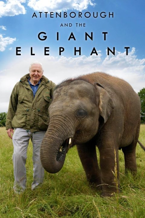 Plakát David Attenborough: Slon jménem Jumbo