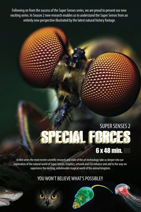 Plakát Animal Special Forces
