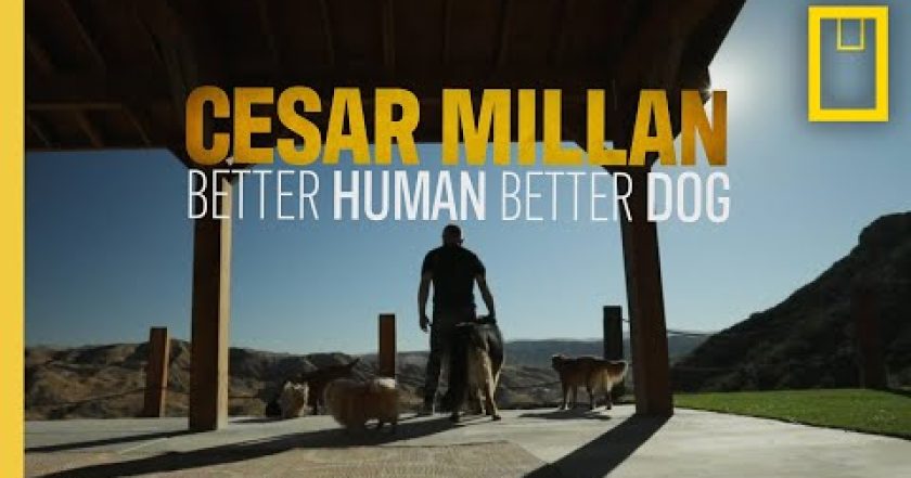 Cesar Millan: Jaký pán, takový pes