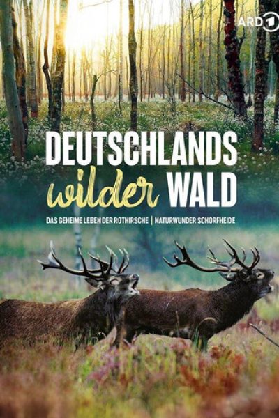 Plakát Tajemství jelena evropského