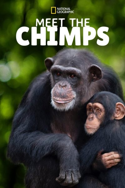 Plakát Meet the Chimps
