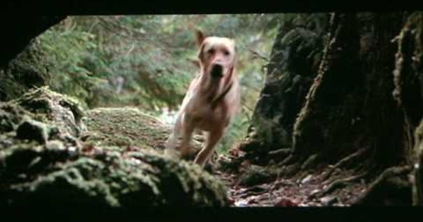 Dobrodružstvá Žltého psa