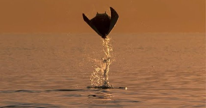 Zázračná planeta III