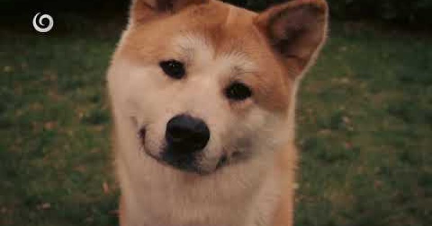 Hačikó: příběh psa