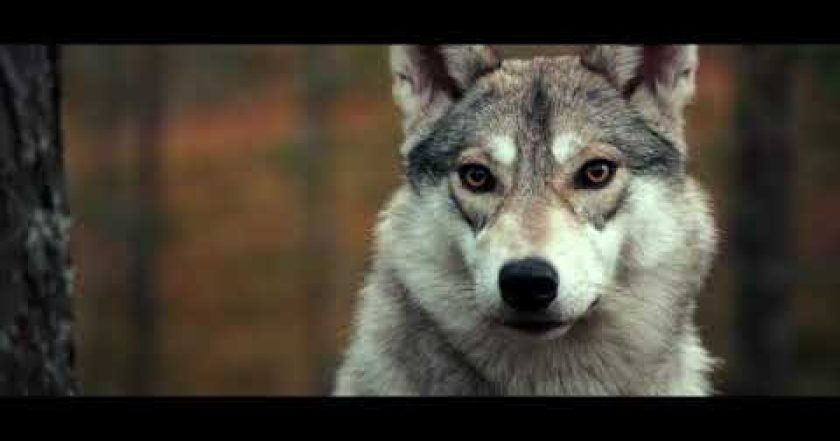 Putování se sobíkem