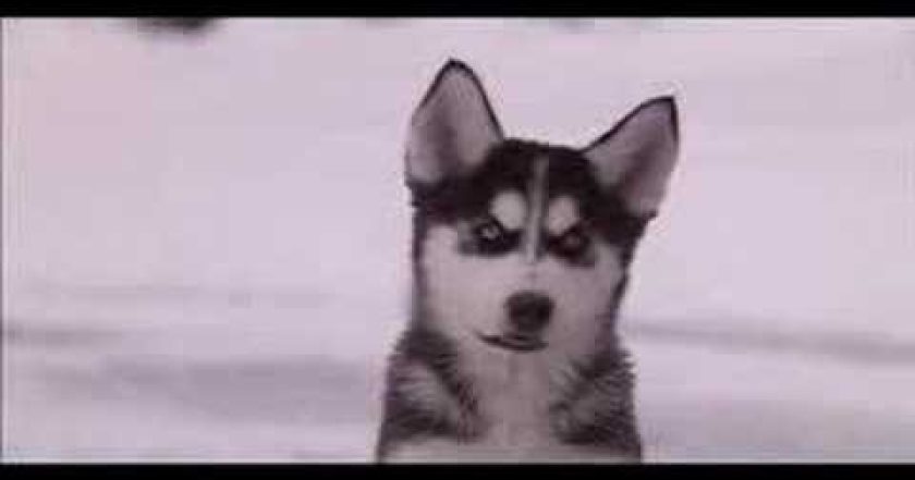 Sněžní přátelé