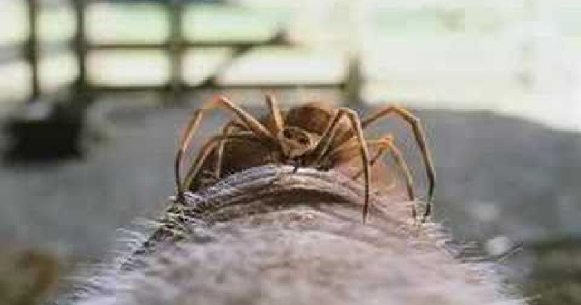 Šarlotina pavučinka