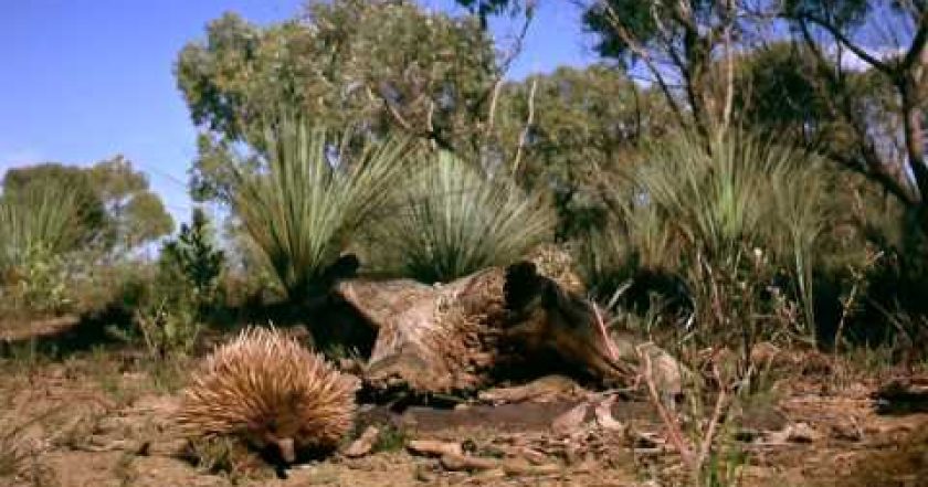 Austrálie: Země za hranicemi času